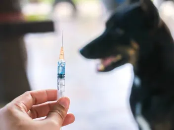 What Shots Do Dogs Need? A Vets Guide to Vaccinations & Medications