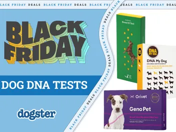 5 Best Black Friday/Cyber Monday Dog DNA Kit Deals & Sales 2026