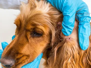 How to Get a Tick Off a Dog With Dish Soap: 7 Vet-Approved Steps & FAQ