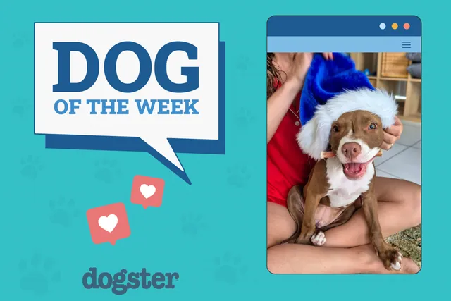 Dogster Photo Contest: Dogs of the Week Winners (January 22, 2026)