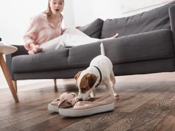 How to Get Dog Pee Smell & Stains Out of Shoes and Boots