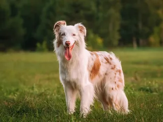 Dog Anatomy 101: Understanding Your Dog’s Body (Vet Answer)