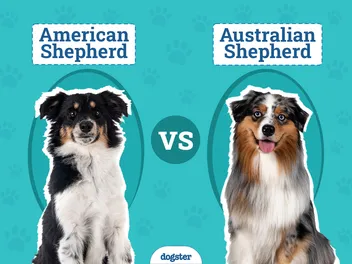 American Shepherd vs Australian Shepherd: The Differences (With Pictures)