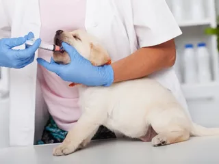 How Much Does Deworming a Dog Cost? 2026 Price Guide