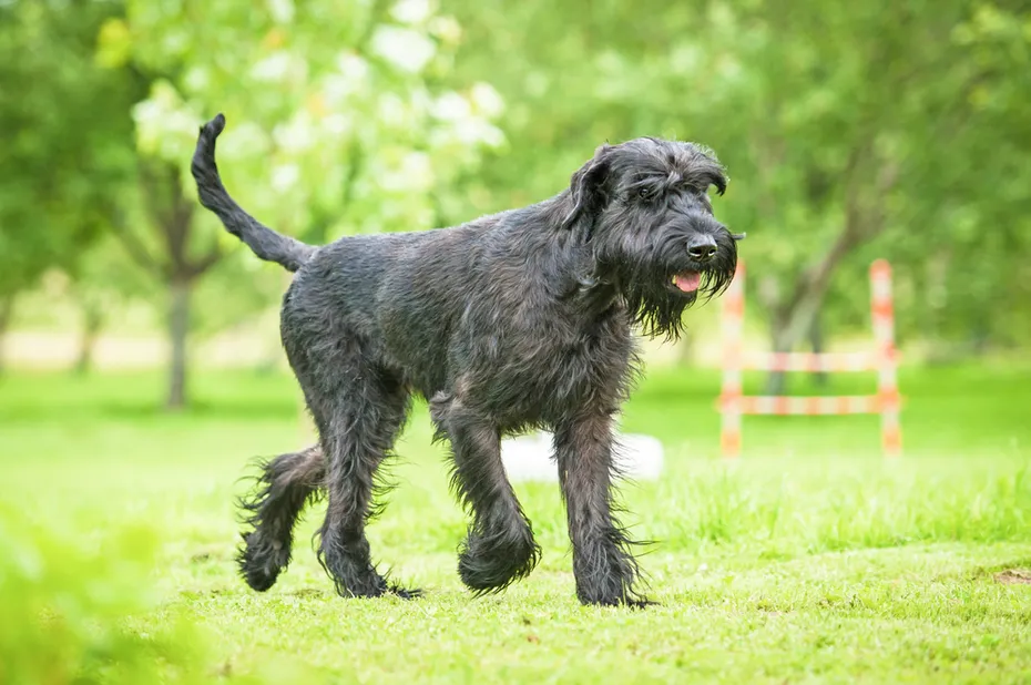 giant-schnauzer-walking-in-the-park