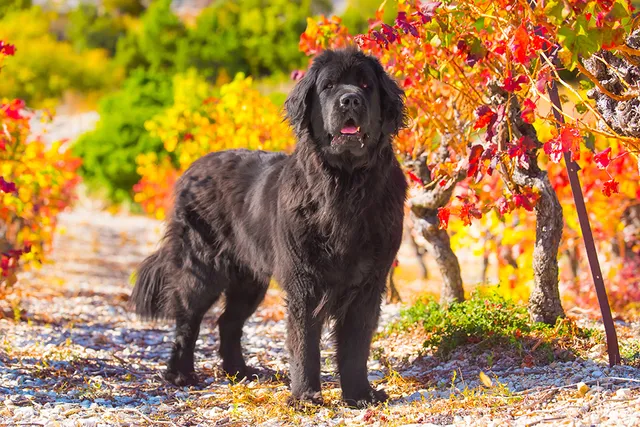Do Newfoundland Dogs Shed a Lot? Vet-Reviewed Grooming Needs & Care Tips