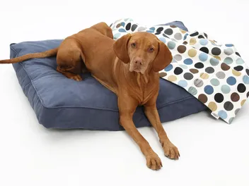 10 Best Dog Beds for Vizslas in 2026: Reviews & Top Picks