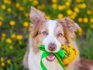 Do Yellow Australian Shepherds Exist? Vet-Reviewed Info, Pictures & History