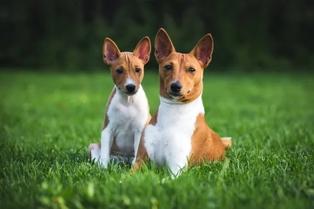 7 Great Off-Leash Dog Parks in Lexington, KY (2026 Update)