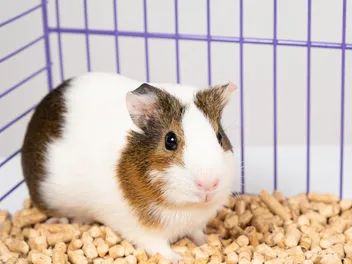 Do Dogs and Guinea Pigs Get Along? 6 Vet-Approved Tips on Living With Them Both