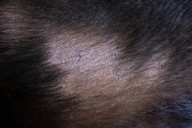 What Vitamin Deficiency Causes Hair Loss in Dogs? Vet-Verified Facts