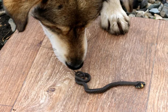 Can a Dog Smell Snakes? Canine Facts & FAQ