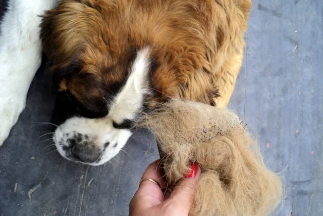 How Much Does a St. Bernard Shed? Factors, Coat Type & Tips