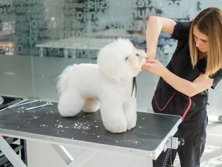 8 Best Dog Grooming Scissors in 2026 - Reviews & Top Picks