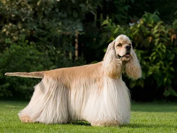 How Big Does a Cocker Spaniel Get? Average Weight & Growth Chart