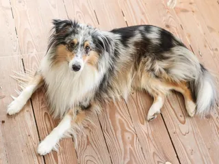 Merle Dogs: Breeding Problems With Colors
