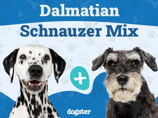 Dalmatian Schnauzer Mix Breed: Info, Pictures, Care & More
