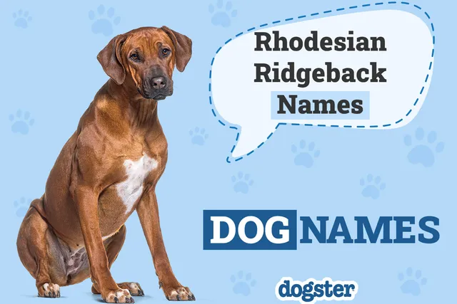 150+ Rhodesian Ridgeback Names: Ideas for Grand Guard Dogs