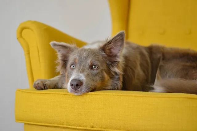 How to Clean Dog Vomit From a Couch: 5 Ideas & Tips (With Pictures)