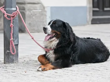 Should You Tether a Dog? Concerns Explained (Vet-Verified)