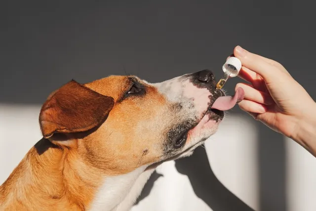 Does CBD Help Dogs With Separation Anxiety? Vet-Reviewed Science & Info