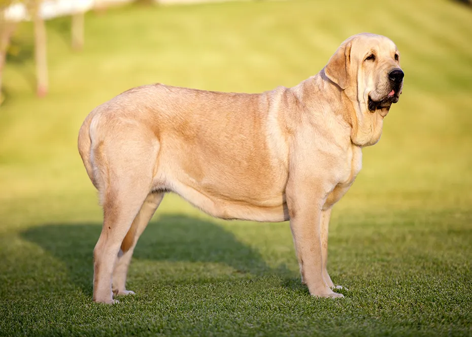 Spanish Mastiff dog at the park