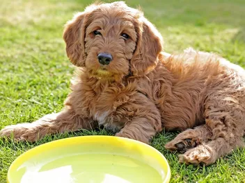 Petite Labradoodle Dog Breed: Info, Pictures, Temperament & Traits