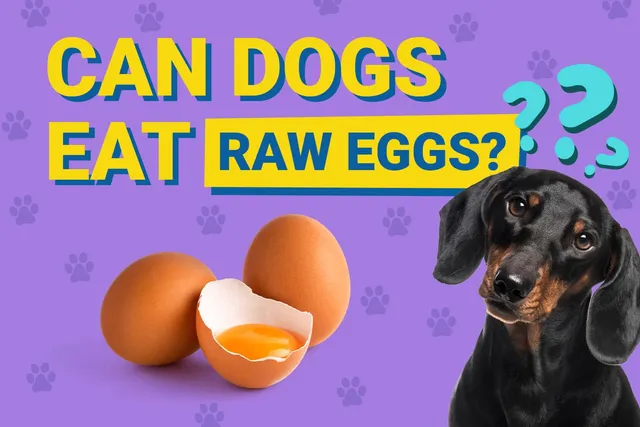 Can Dogs Eat Raw Eggs? Vet-Verified Benefits, Risks & Safety