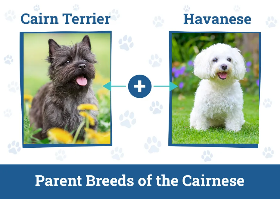 Parent Breeds of the Cairnese
