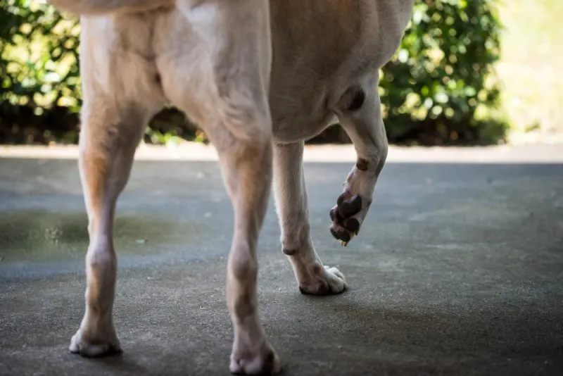 cream dog lift her pained front right leg during walking and standing after accident