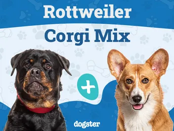 Rottweiler Corgi Mix Dog Breed: Info, Pictures, Care & More