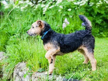 Understanding Dog Body Language: Vet-Approved Guide With Pictures