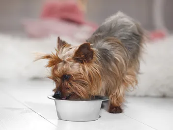 9 Best Hypoallergenic Dog Foods in 2026 - Reviews & Top Picks