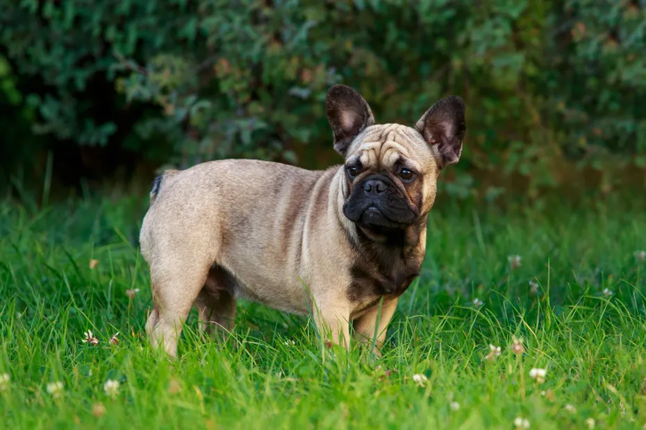 french bulldog standing on grass
