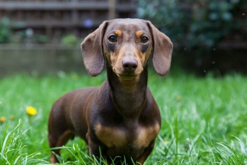 miniature-dachshund