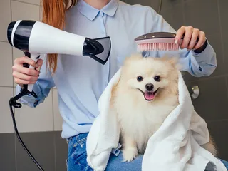 Do Dogs Like Being Groomed? Vet-Verified Facts & Helpful Tips