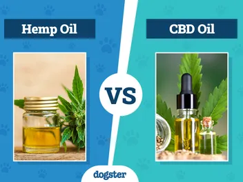 Hemp Oil vs CBD Oil For Dogs: Vet-Reviewed Differences