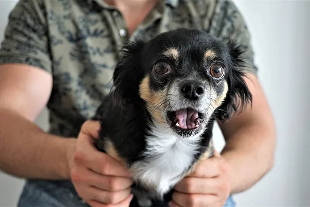 10 Dog Breeds Most Likely to Be Stolen (With Statistics)