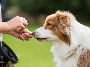 9 Best Dog Biscuits in 2026: Reviews & Top Picks