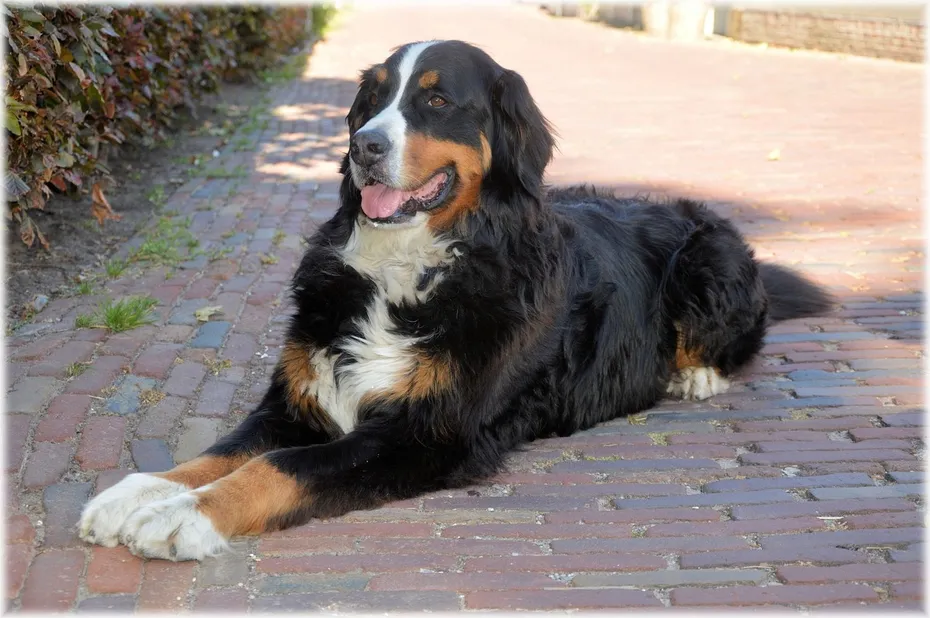 bernese mountain dog lying on the walkway