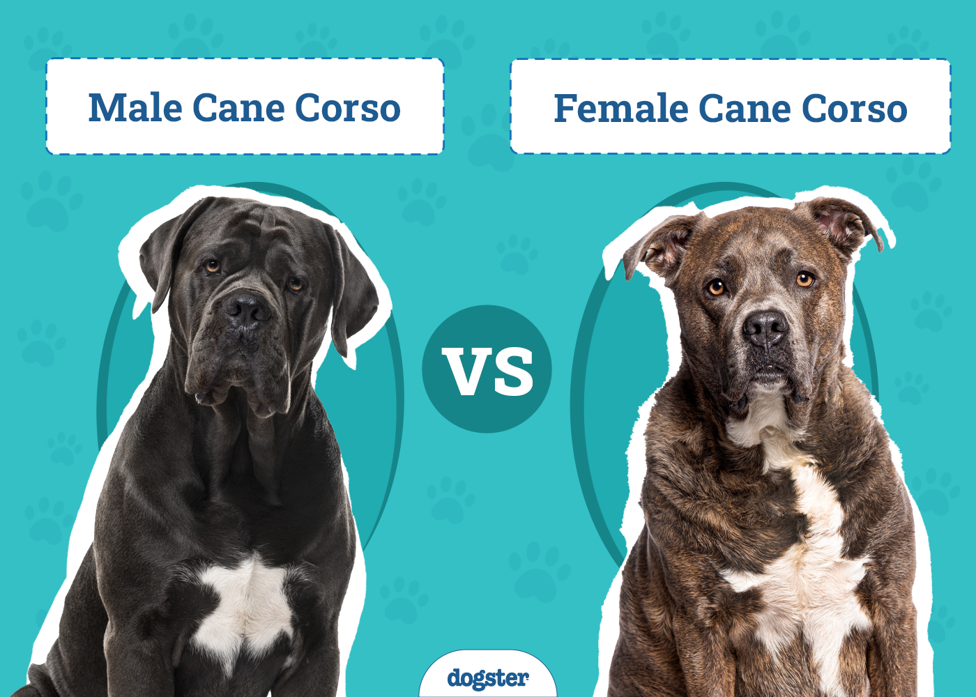 Male vs. Female Cane Corso