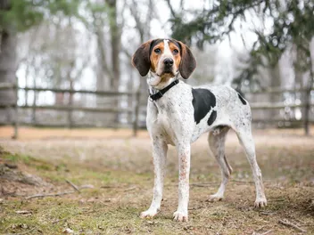 Treeing Walker Coonhound Dog Breed: Info, Pictures, Traits, & Care
