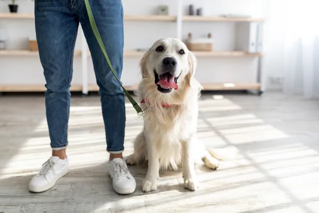 How to Help a Rescue Dog Settle In: 10 Vet-Approved Tips