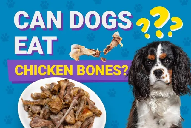 Can Dogs Eat Chicken Bones? Vet-Verified Nutrition Facts & Risks