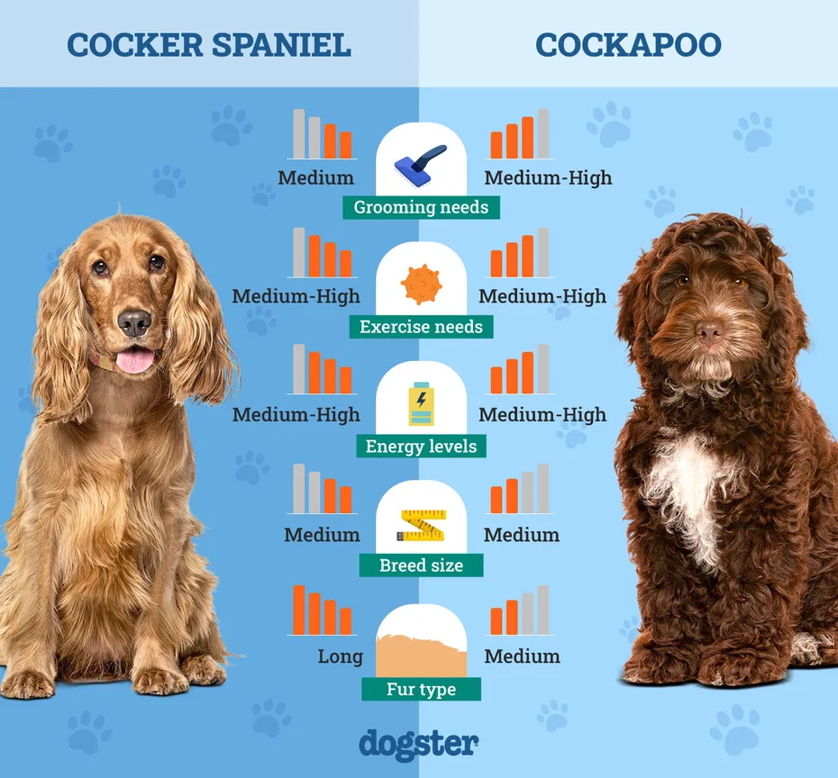 Dogster_Side by Side Comparison_Cocker Spaniel vs Cockapoo