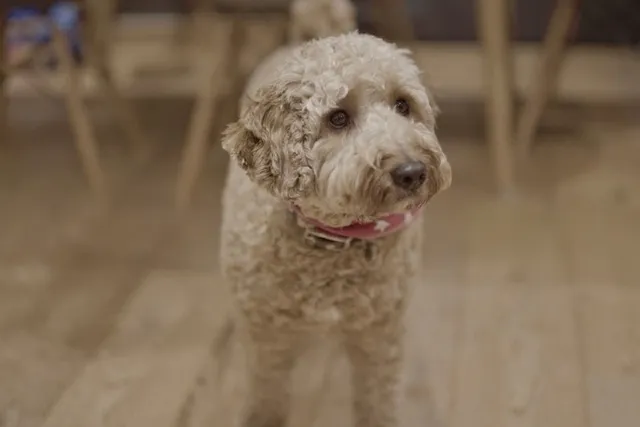Ttoodle (Tibetan Terrier & Poodle Mix): Info, Pictures, Care Guide & Traits