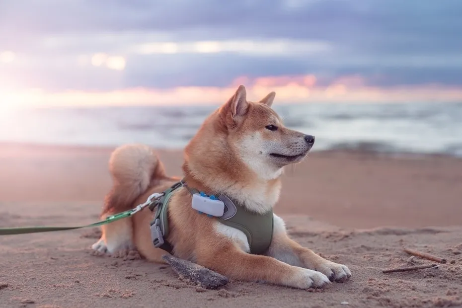 shiba inu puppy dog with collar tracker lying on the beach