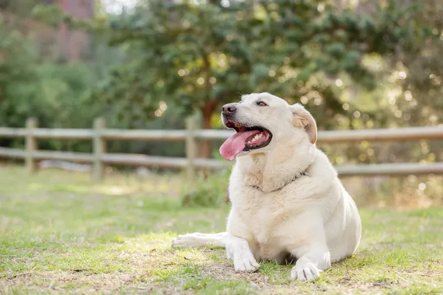 My Dog Is Overweight: What Should I Do? 6 Vet-Approved Tips