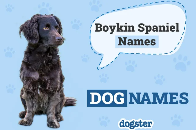 500+ Popular & Unique Boykin Spaniel Names: Ideas For Curly Posh Dogs