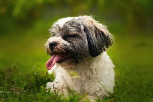 5 Awesome Off-Leash Dog Parks in & Near Syracuse, NY (2026 Update)